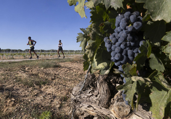 La séptima Ribera Run Experience se celebrará el 13 de septiembre